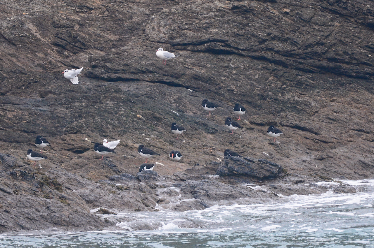 Haematopus ostralegus